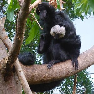 Male White-Facead Saki Monkey
