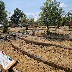 Przewalski's horse enclosure