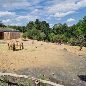 Przewalski's horse enclosure