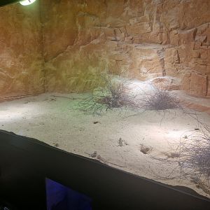 Mixed lizard enclosure