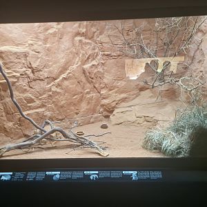 Long-eared hedgehog enclosure