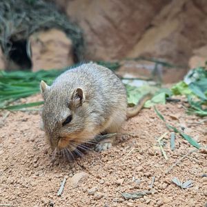 Mongolian gerbil
