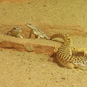 Sunwatcher toadhead agamas and Gobi racerunner