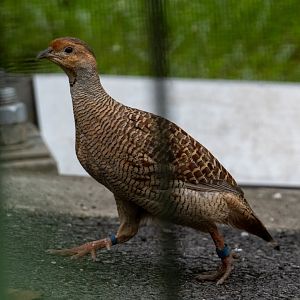 Grey Francolin