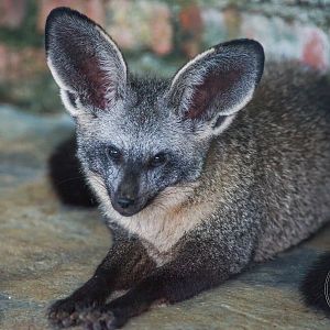 Bat-eared Fox (Otocyon megalotis)