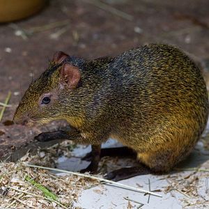 Agouti (Dasyprocta sp.)