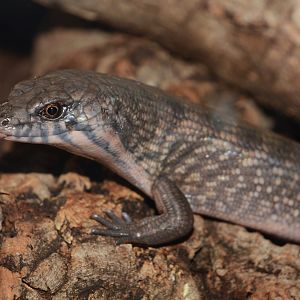Solomon Island ground skink (Eugongylus albofasciolatus)