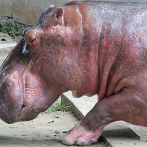 Nile hippopotamus (Hippopotamus amphibius amphibius)