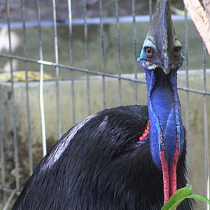 Aru Islands cassowary (Casuarius casuarius bicarunculatus)