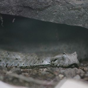 Smooth-scaled death adder (Acanthophis laevis)