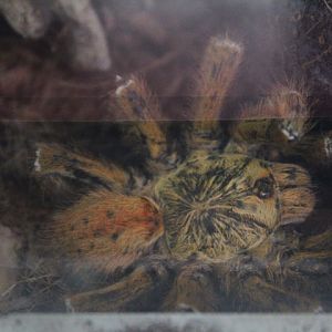 Orange baboon tarantula (Pterinochilus murinus)