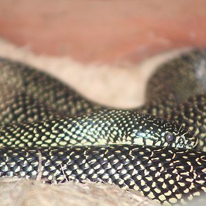 Speckled kingsnake (Lampropeltis holbrooki)