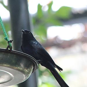 Black drongo (Dicrurus macrocercus javanus)