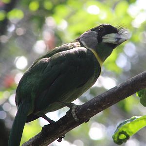 Fire-tufted barbet (Psilopogon pyrolophus)