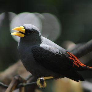 Grosbeak starling (Scissirostrum dubium)