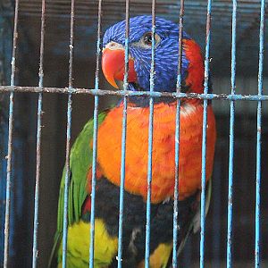 Red-collared lorikeet (Trichoglossus rubritorquis)
