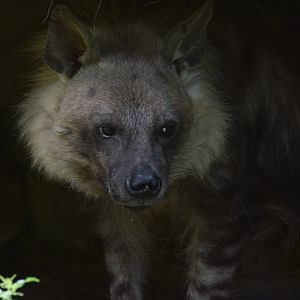 Brown hyena