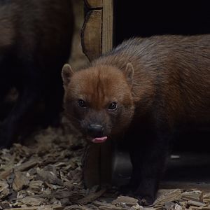 Bush dog