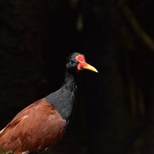 Wattled jacana