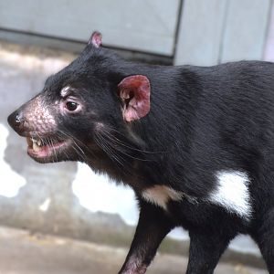 Tasmania devil