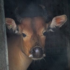 New Female Javan Banteng- 24th August 2024