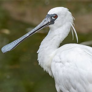Black-faced spoonbill (Platalea minor)