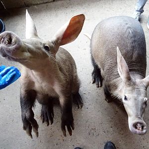 Aardvark feeding experience