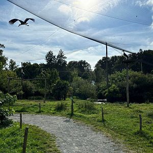 African walkthrough aviary