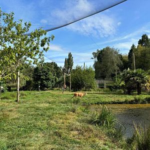 African walkthrough aviary