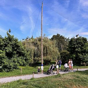 African walkthrough aviary
