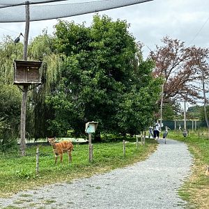 African walkthrough aviary