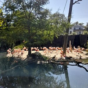 Chilean Flamingo