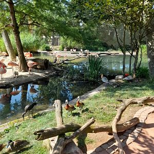 South American Aviary