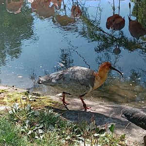 Black-Faced Ibis