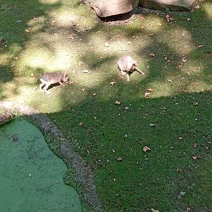 Patagonian Mara