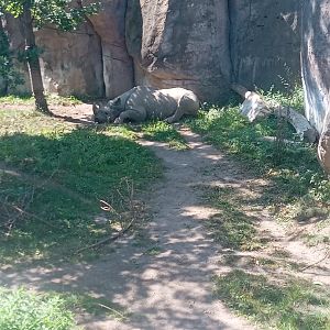 Eastern Black Rhinoceros