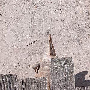 Eastern Black Rhinoceros Under Bridge