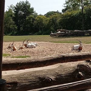 Scimitar-Horned Oryx