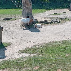 Scimitar-Horned Oryx