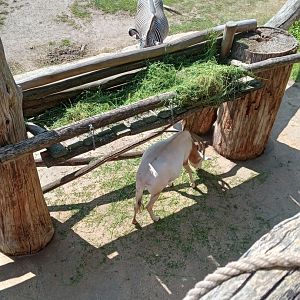 Scimitar-Horned Oryx & Grevy's Zebra