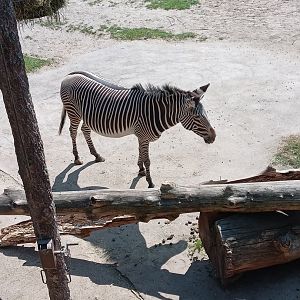 Grevy's Zebra