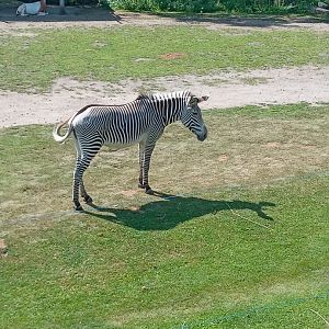 Grevy's Zebra