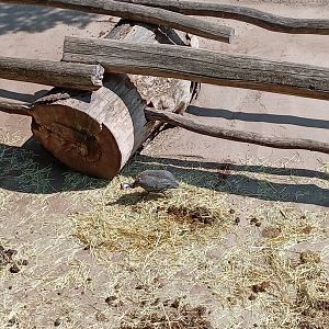 Helmeted Guinea Fowl
