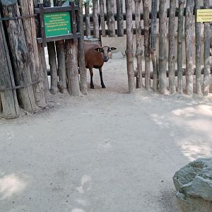 Cameroon Sheep