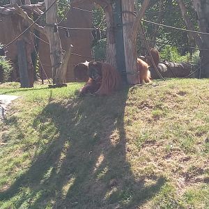 Sumatran Orangutan