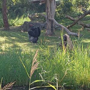 Western Lowland Gorillla