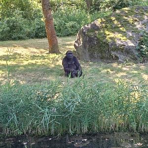 Western Lowland Gorillla