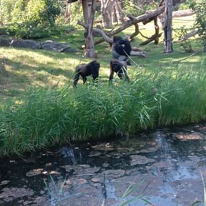 Western Lowland Gorillla