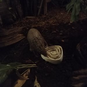 Chinese Pangolin