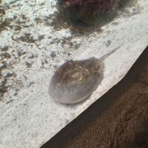 Horseshoe Crab